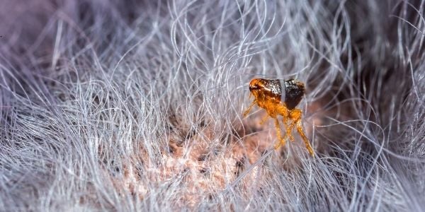 Best way get rid shop of fleas in house